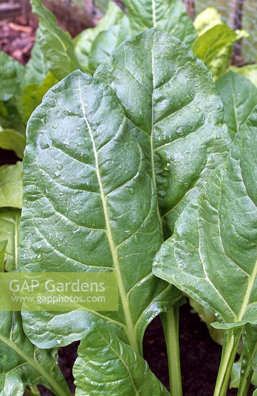 Beta vulgaris 'Leaf Beet' - Organic perpetual spinach