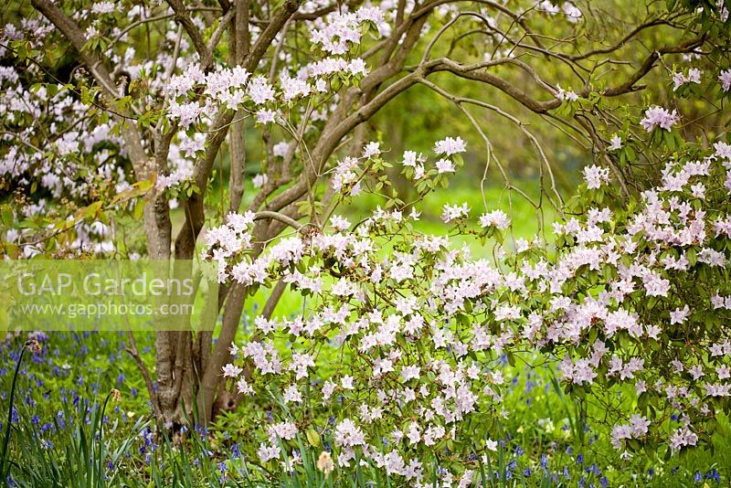 Azalea and Hyacinthoides in spring woodland garden. Hole Park, Kent
