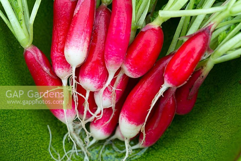 Home grown Radishes 'French Breakfast'