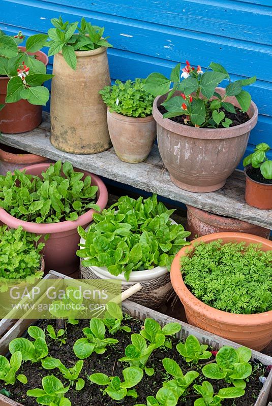 Small garden with assortment of salad crops, herbs and leaves growing in pots and recycled containers.