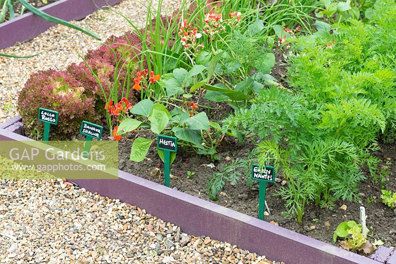 Purple painted raised beds with labeled crops