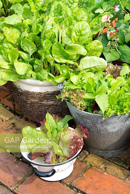 Collection of container grown salad leaves and baby beet leaves with colander of freshly picked leaves. Adjacent to reclaimed brick garden path.