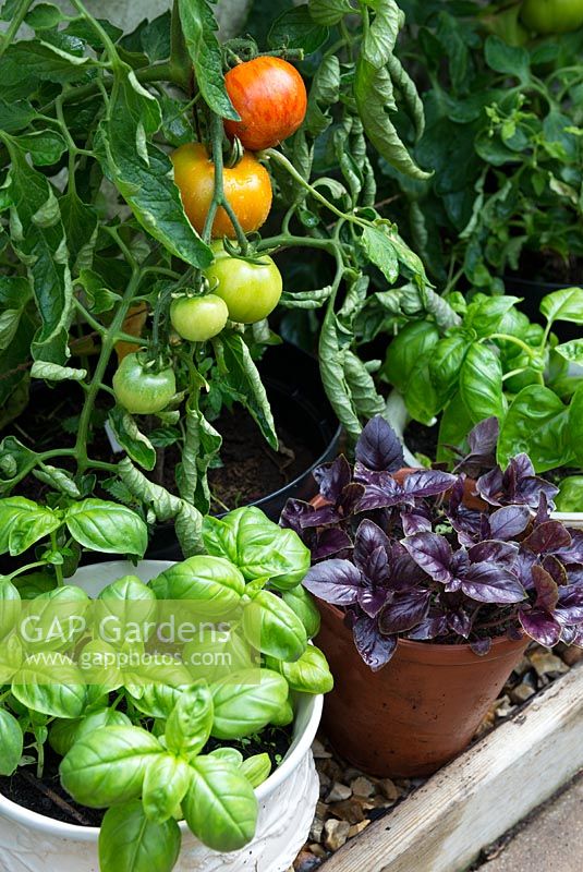Sweet, Purple and lemon basil growing in pots alongside greenhouse tomatoes.