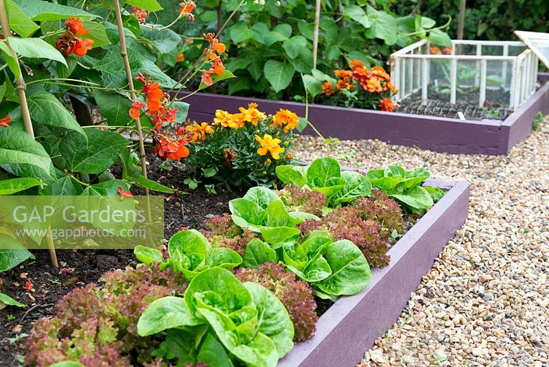 Raised beds in a small garden planted with lettuces as a catch crop