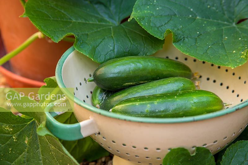Step by step harvesting Cucumber 'Mini'
