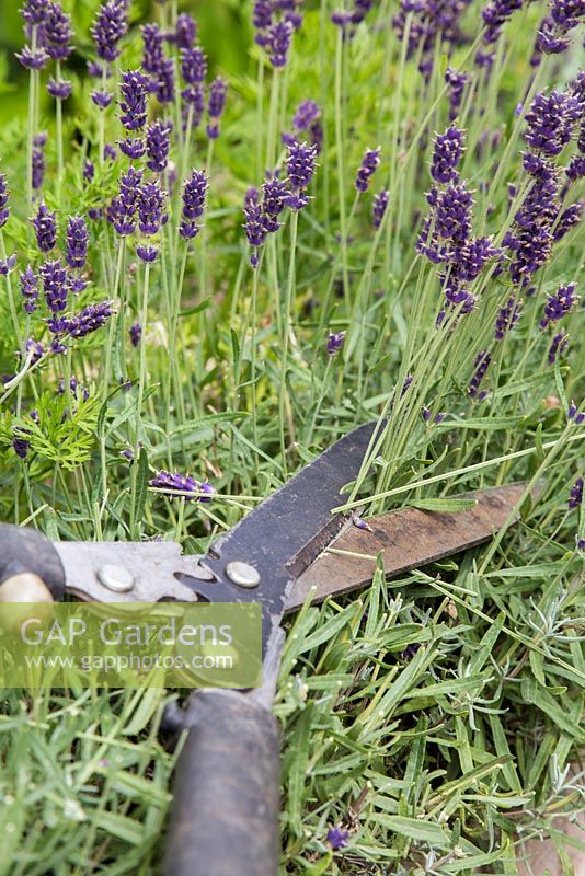 Cutting back Lavender