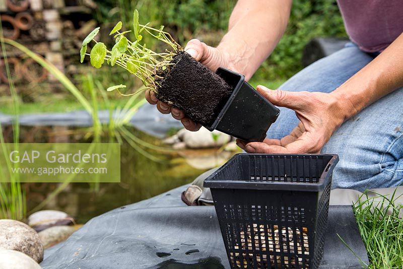 Planting Hydrocotyle vulgaris, Marsh Pennywort
