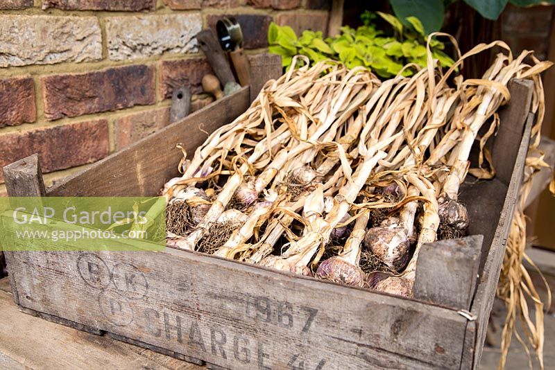 Step by step - crate of harvested garlic 'Early Purple Wight'
