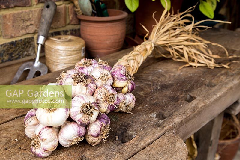 Step by step - Plaited garlic 'Early Purple Wight'
