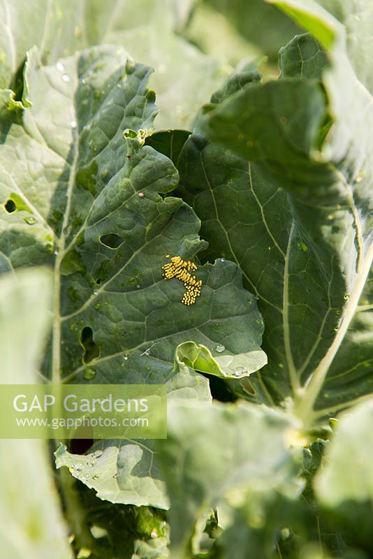 Eggs of a Cabbage Moth on Cabbage, Mamestra brassicae