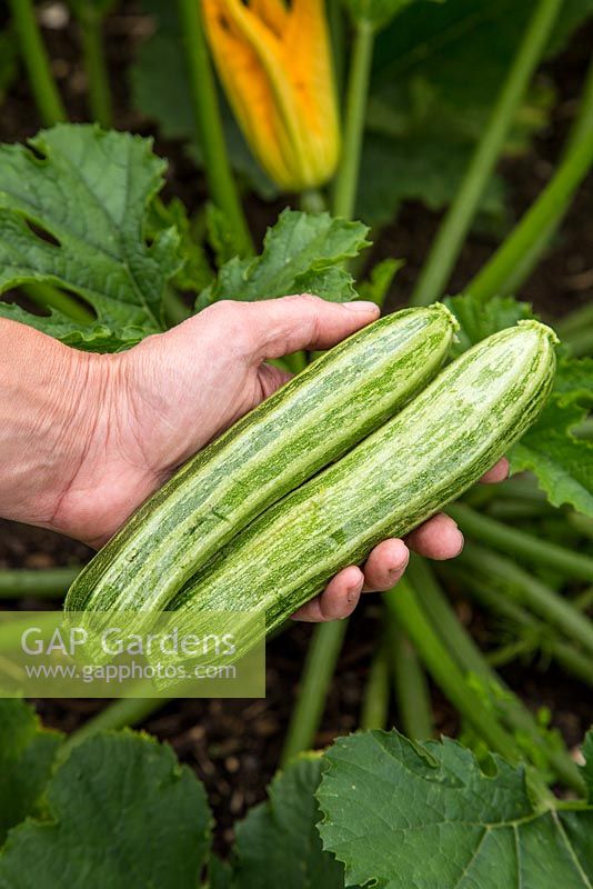 Step by Step - Harvesting Courgette 'Romanesco'
