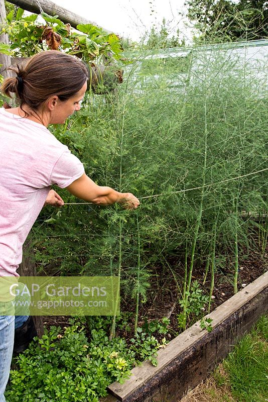 Tying back Asparagus plants