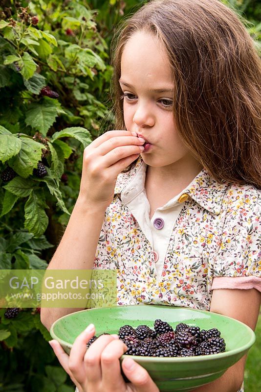 Young girl eating Blackberry 'Helen'