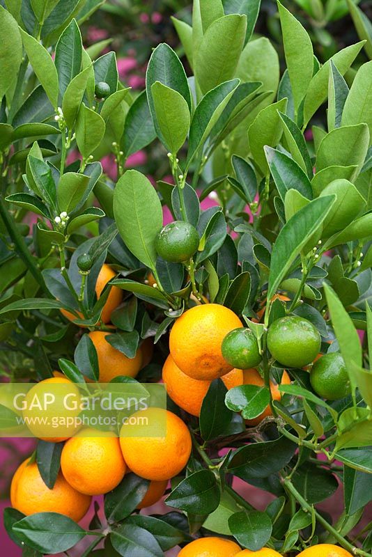 Citrus mitis - Calamondin orange