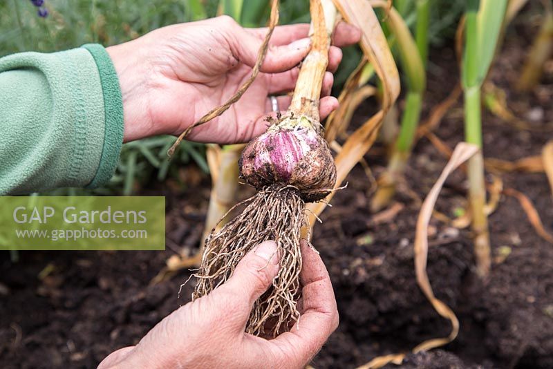 Step by Step - Harvesting Garlic 'Early Purple Wight'
