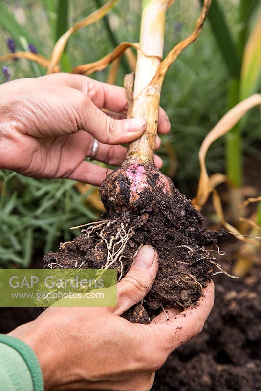 Step by Step - Harvesting Garlic 'Early Purple Wight'
