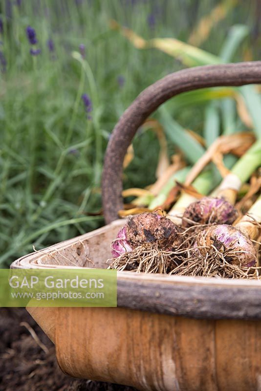 Step by Step - Harvested Garlic 'Early Purple Wight' 
