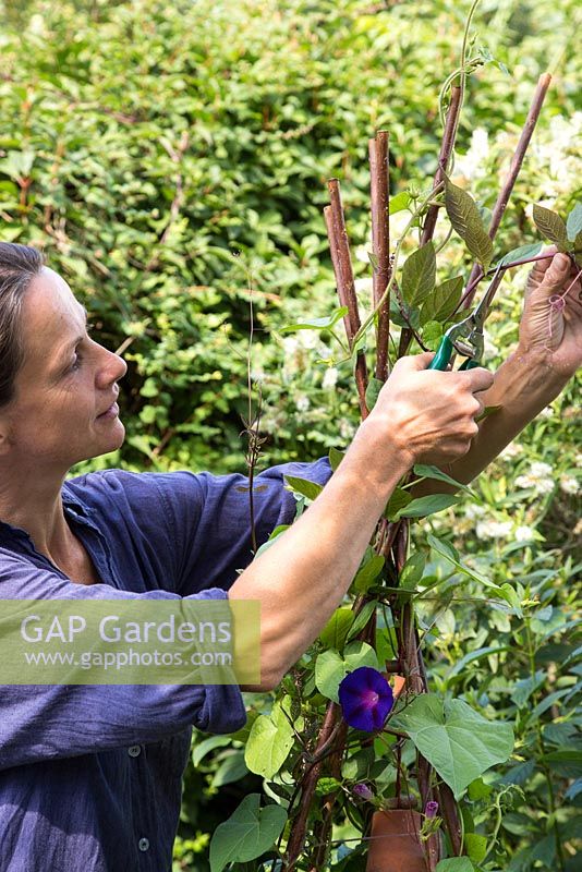 Step by step - Cutting back decorative wigwam with terracotta pots, Ipomea and Cobaea scandens