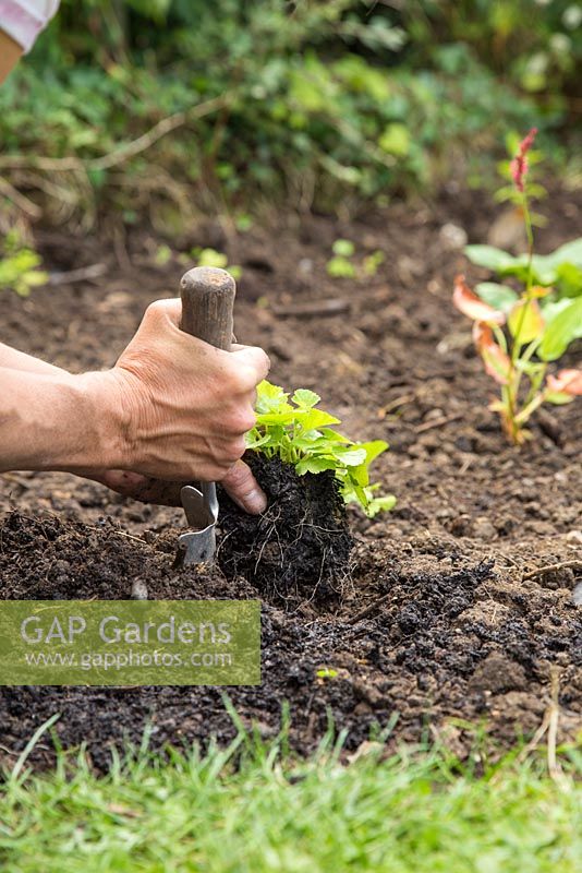 Planting Geum rivale in bog garden