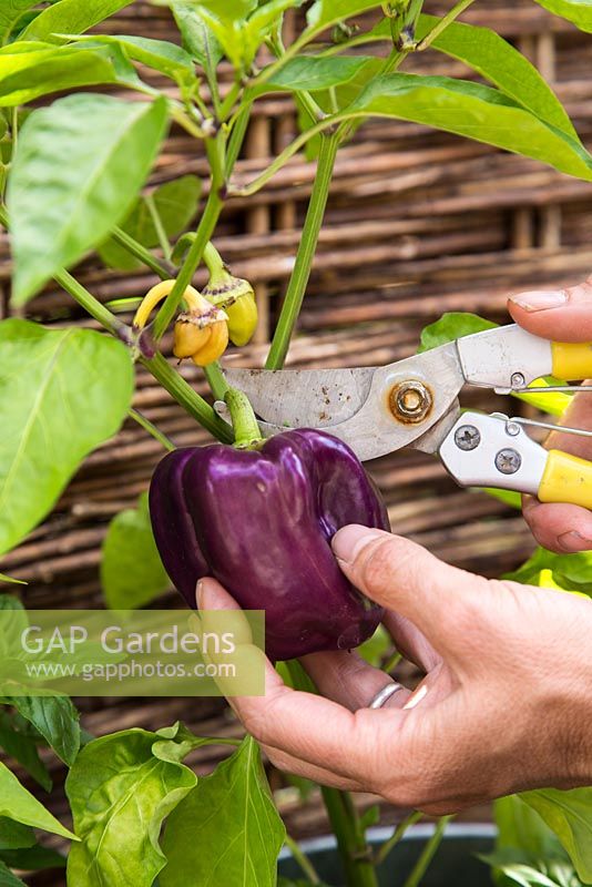 Harvesting Pepper 'Purple Beauty'