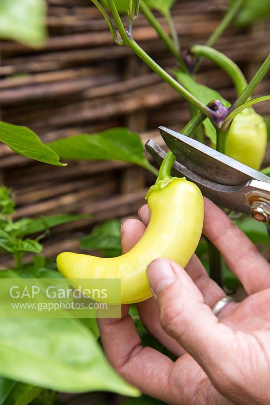 Harvesting Pepper 'Sweet Banana'