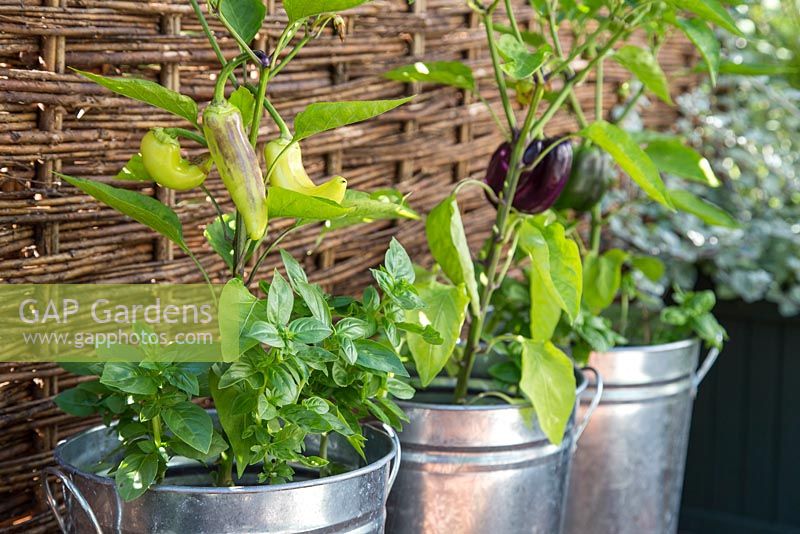 Peppers 'Purple Beauty', 'Sweet Banana' and 'Bell Boy' growing in containers