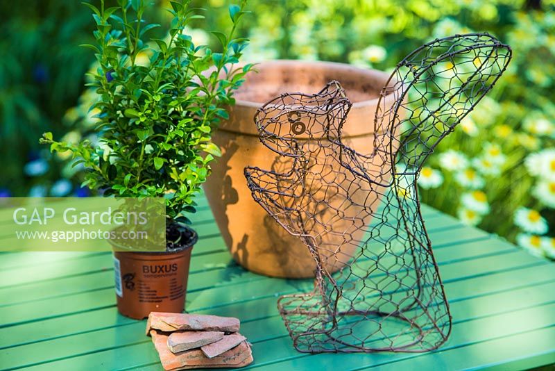Step by Step - Growing Buxus sempervirens in a squirrel mesh