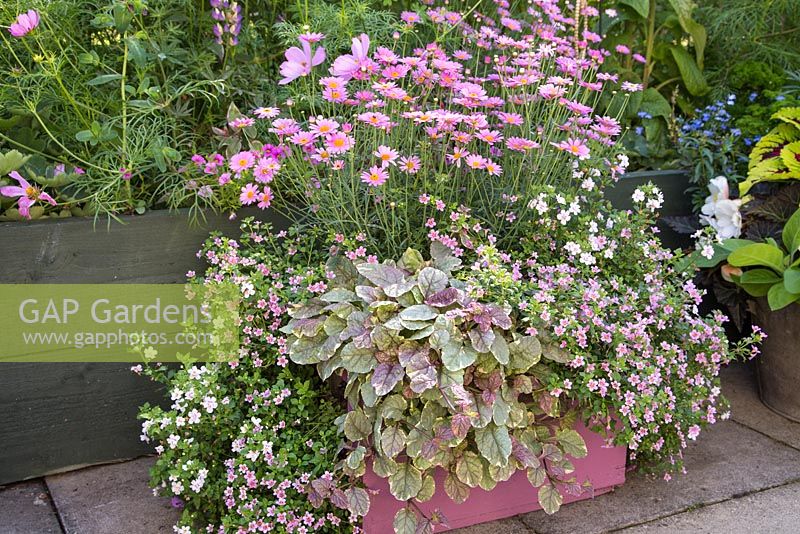 Step by step for planting a pink wooden container with Argyranthemum 'Percussion Rose', Bacopas 'Abunda Pink', Scopia 'Double Ballerina Pink' and Ajuga 'Burgundy Glow' - Growth development - finished shot