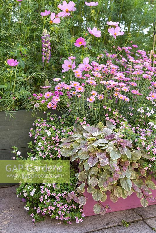 Step by step for planting a pink wooden container with Argyranthemum 'Percussion Rose', Bacopas 'Abunda Pink', Scopia 'Double Ballerina Pink' and Ajuga 'Burgundy Glow' - Growth development - finished shot 