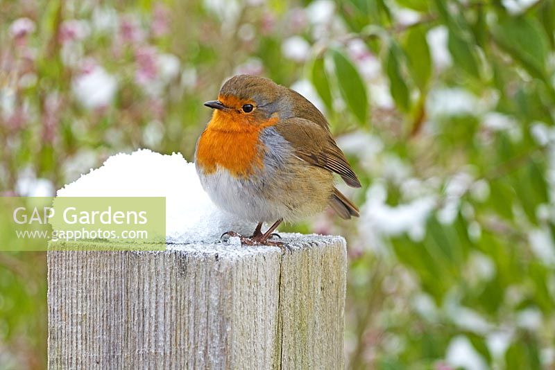 Erithacus rubecula - Robin on fence post with snow - RHS Wisley