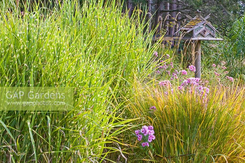 Miscanthus with Aster 