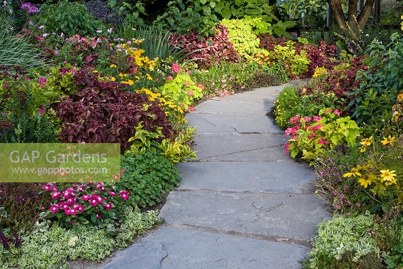 Mixed borders with Catharanthus, Coleus, Rudbeckia and Alchemilla 