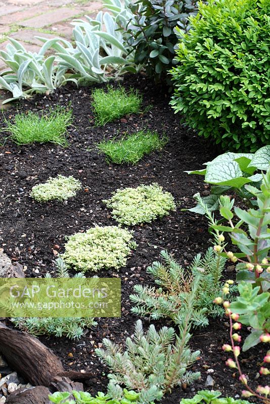 Newly planted, carpet forming alpines on edge of a flowerbed -  Sedum 'Blue Carpet' in foreground then Thymus 'Highland Cream' and Sagina subulata