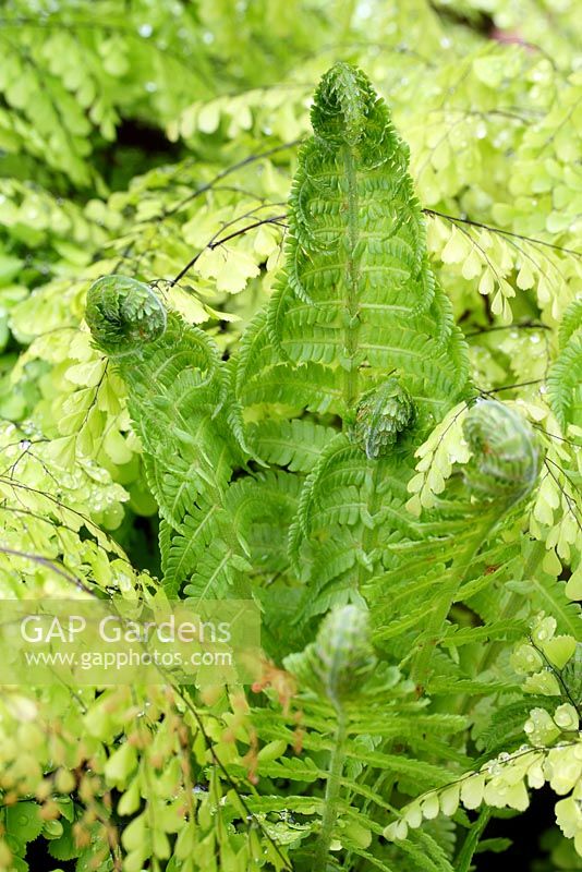 Matteucia struthiopteris - Shuttlecock ferns unfurling in spring, surrounded by Adiantum, Maidenhair fern