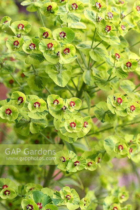 Euphorbia x martinii 'Ascot Rainbow' 