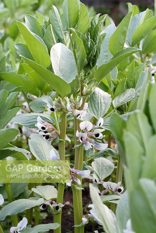 Vicia faba 'Witkiem Manita' - Broad beans in flower