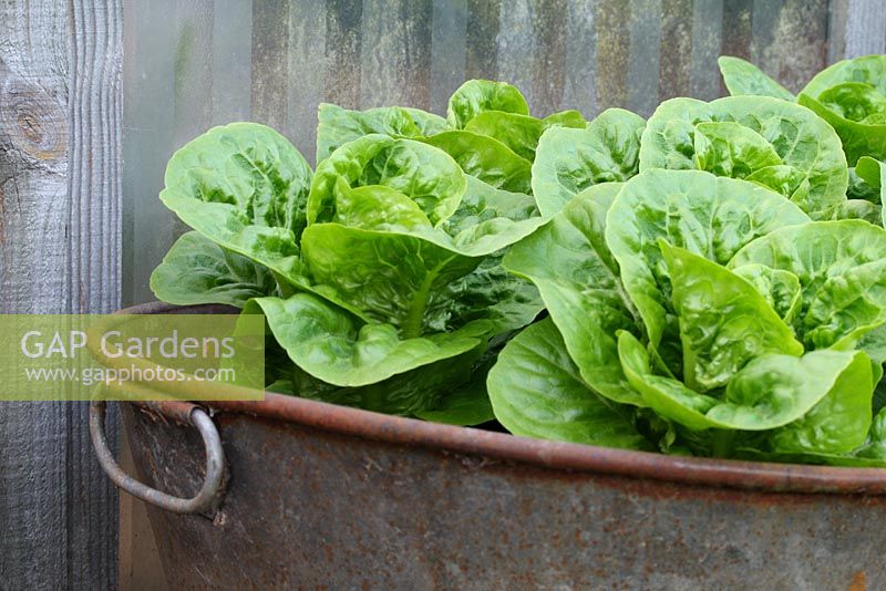 Lactuca sativa  'Little Gem' - Lettuces growing in an old, metal tin bath
