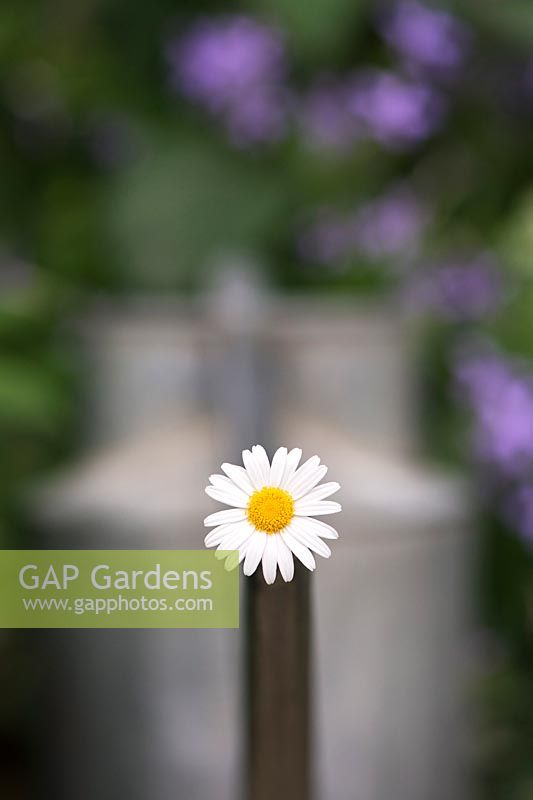 Argyranthemum gracile chelsea girl - Marguerite or Paris daisy in a watering can. Selective focus