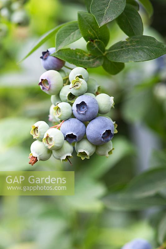 Vaccinium corymbosum - Blueberry Northland fruit on a bush