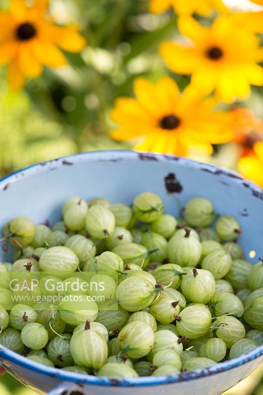 Ribes uva crispa - Gooseberry Invicta. Harvested Gooseberries in a colander