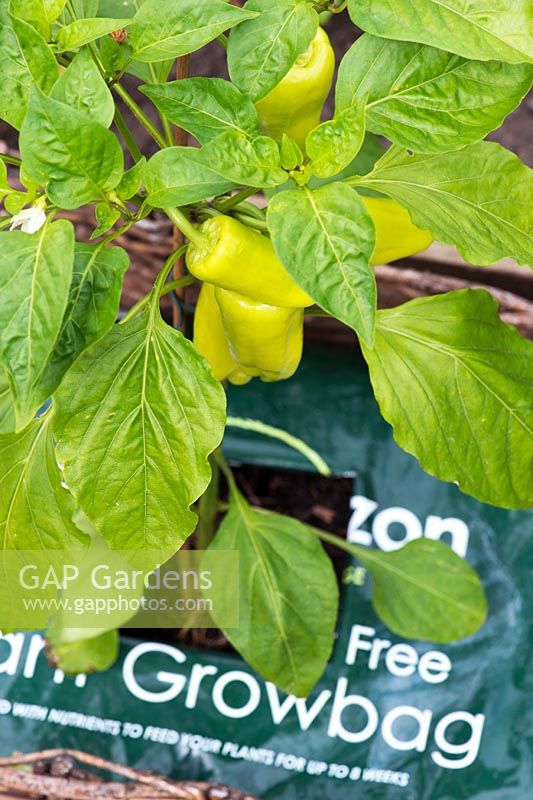 Capsicum annuum - Growing Sweet Pepper 'Gypsy' in a growbag