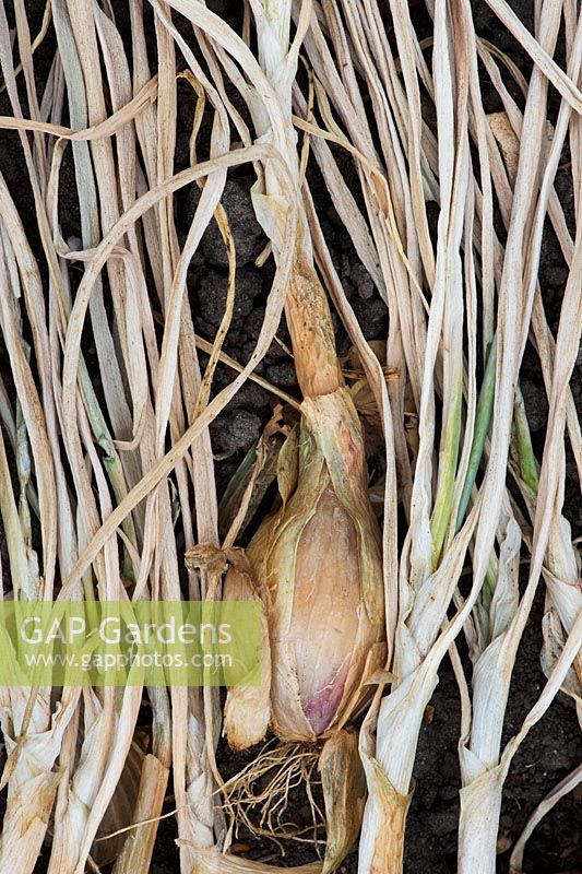 Allium cepa aggregatum - Shallot Jermor. Drying out on a vegetable patch