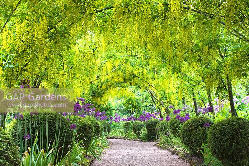 Laburnum walk with Allium borders - Dorothy Clive Gardens, Shropshire, UK