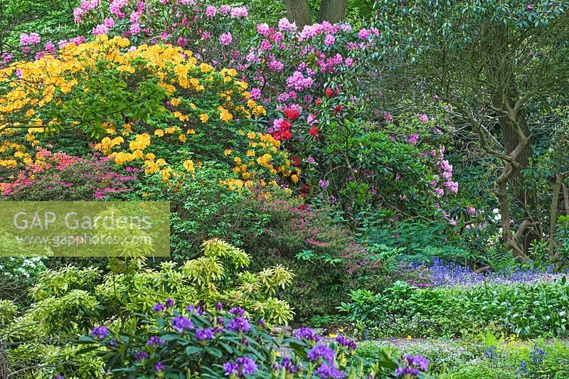 Azalea, Rhododendron, Hyacinthoides non scripta, Ferns - Dorothy Clive Gardens, Shropshire, UK