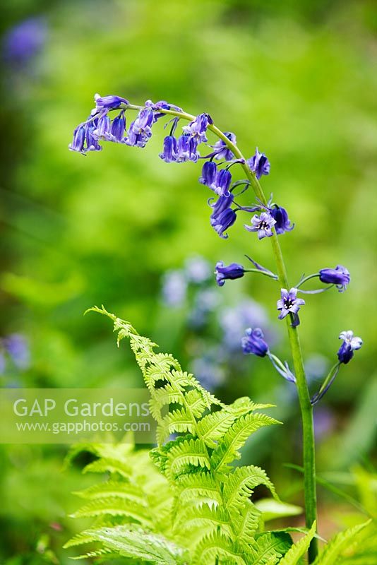 Hyacinthoides non scripta - English Bluebell - Dorothy Clive Gardens, Shropshire, UK