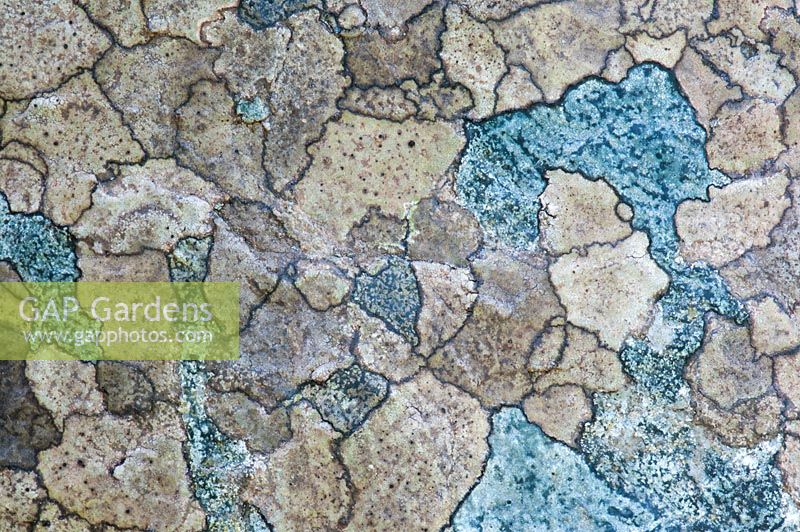 Patchwork of lichen on stone