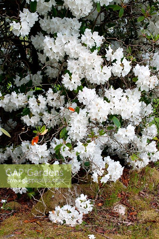 Rhododendron 'Loder's White'