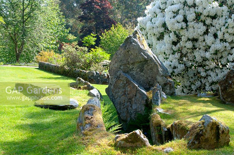 Rhododendron 'Loder's White' by the prehistoric burial chamber at Crarae Garden, Scotland