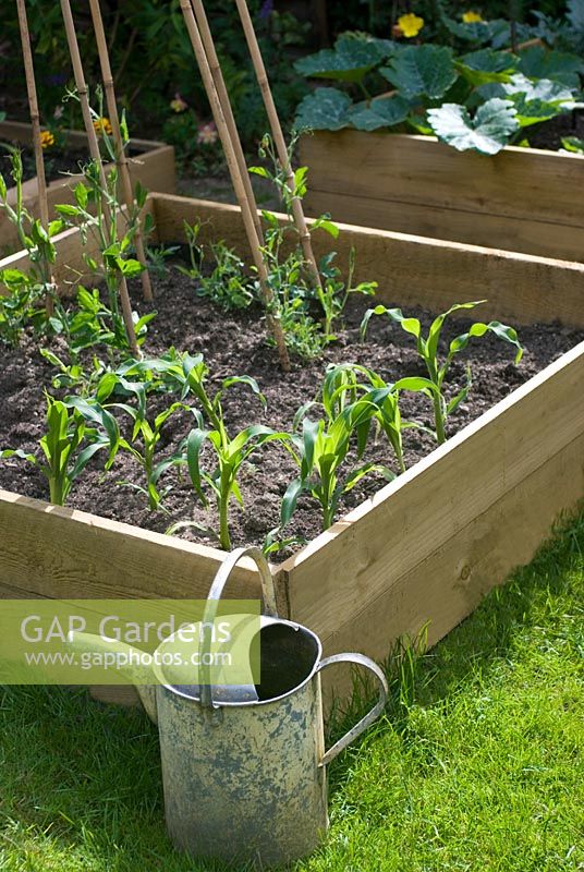 Vegetable beds with sweetcorn