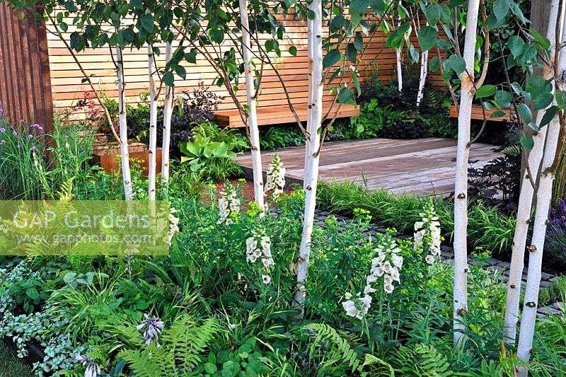 Multi-stemmed Betula screen with lush foliage planting including Digitalis. Escape To The City. RHS Tatton Park Flower Show 2013
